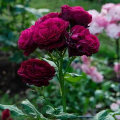 Rosier Astrid Gräfin von Hardenberg ® - Un rouge velours très parfumé