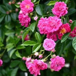 Rosier Astrid Gräfin von Hardenberg ® - Un rouge velours très parfumé