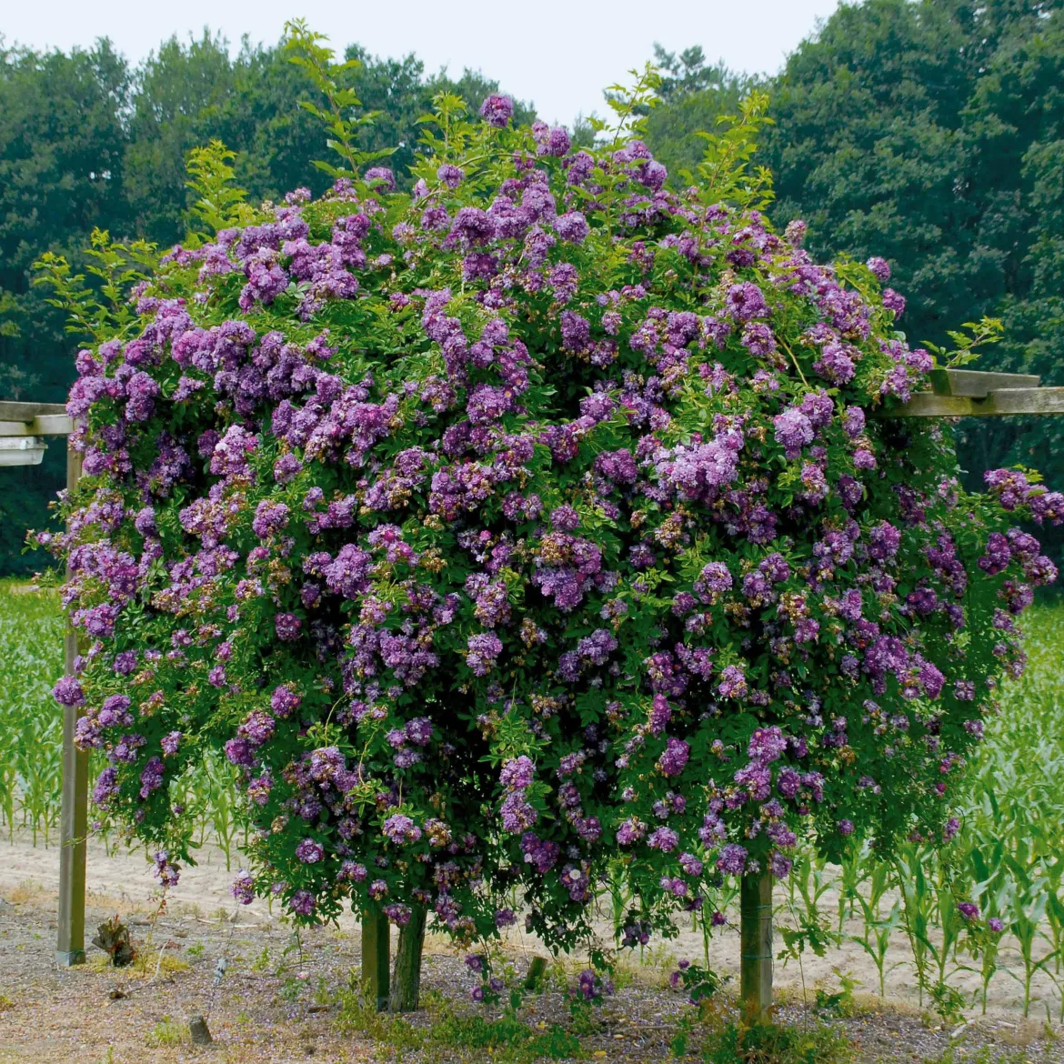 Rosier Bleu violet sur tige - Un rosier bleu spectaculaire