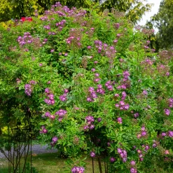 Rosier Bleu violet sur tige - Un rosier bleu spectaculaire