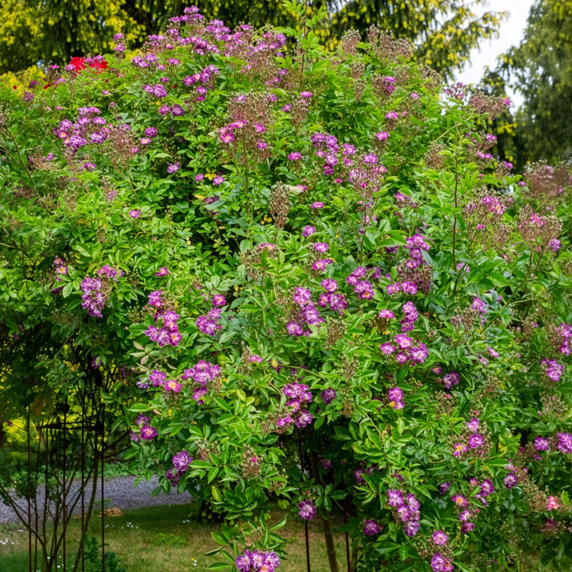 Rosier Bleu violet sur tige - Un rosier bleu spectaculaire