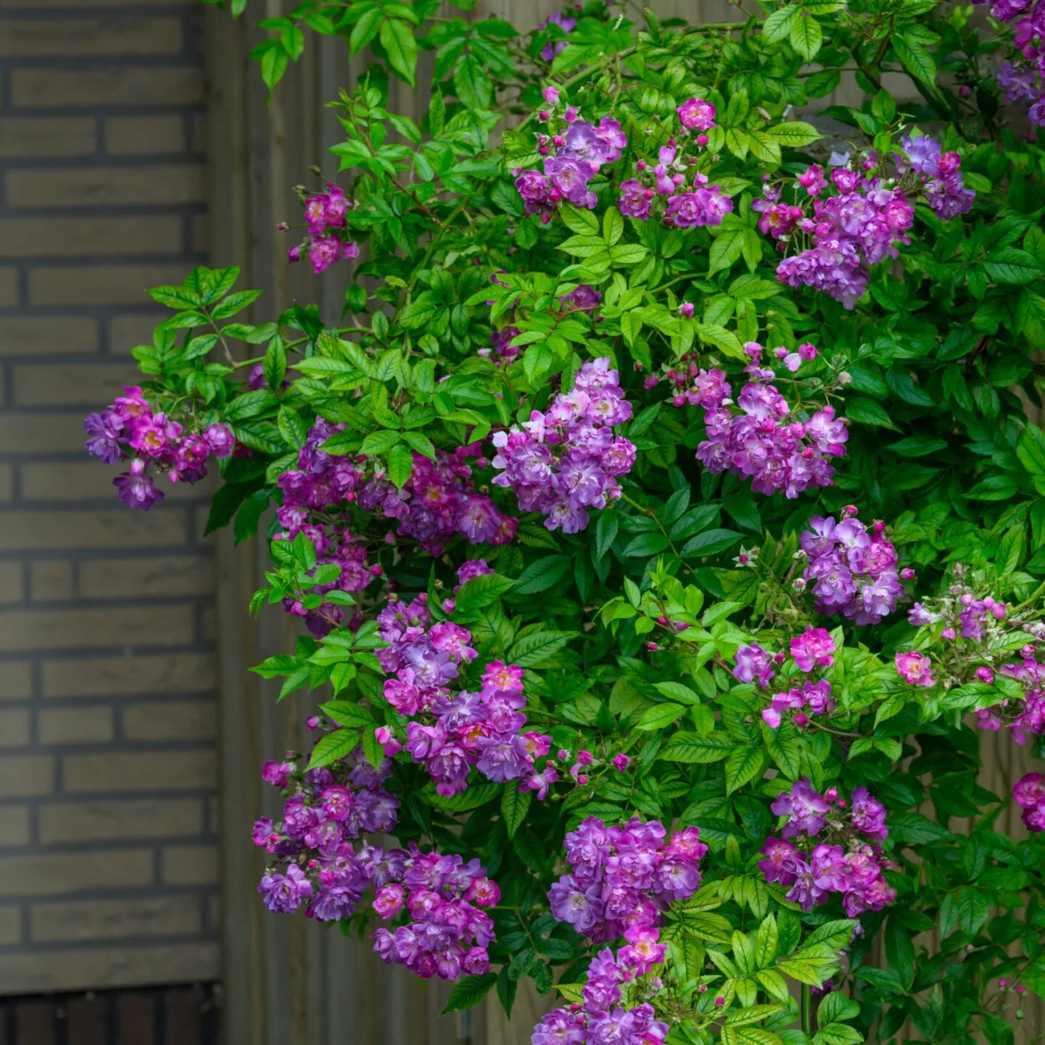 Rosier Bleu violet sur tige - Un rosier bleu spectaculaire