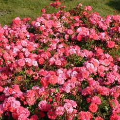 Rosier Bonapart ® - Un tapis de roses parfumées