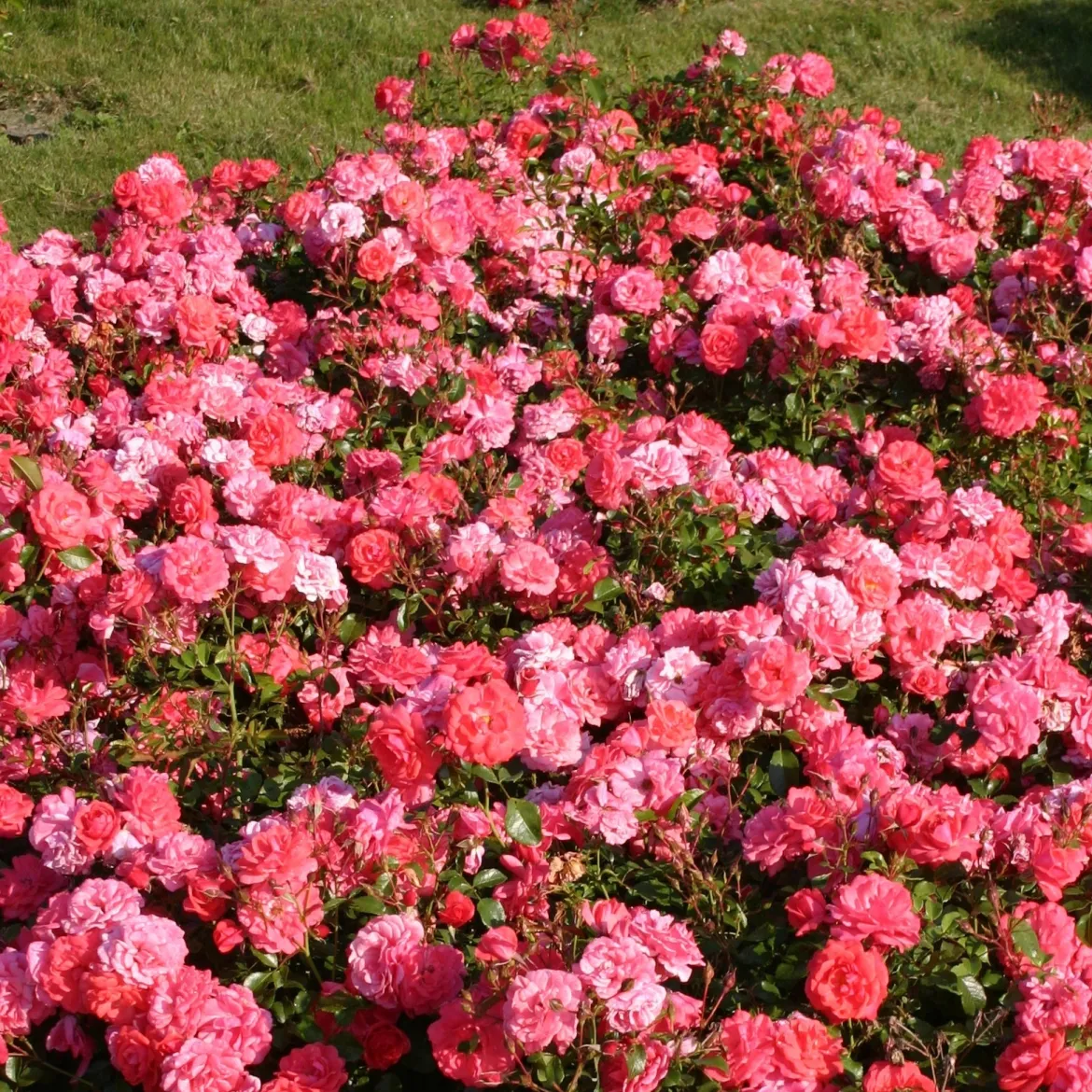 Rosier Bonapart ® - Un tapis de roses parfumées