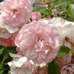 Rosier Bonica 82® - Roses tout l'été sans effort
