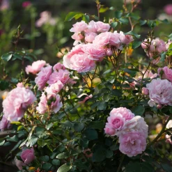 Rosier Bonica 82® - Roses tout l'été sans effort