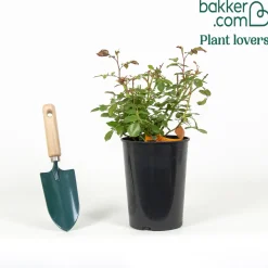 Rosier Bonica 82® - Roses tout l'été sans effort