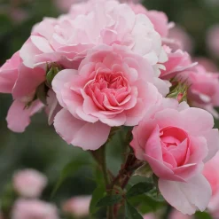 Rosier Bonica 82® - Roses tout l'été sans effort