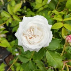 Rosier botanique Boule de Neige (Bourbon) - Des boules blanches parfumées