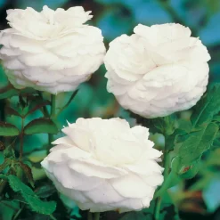 Rosier botanique Boule de Neige (Bourbon) - Des boules blanches parfumées