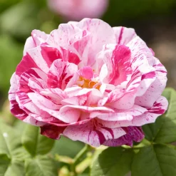 Rosier botanique Ferdinand Pichard (Bourbon) - Des roses rayées uniques