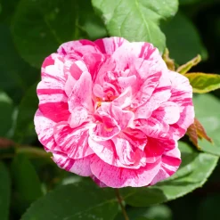 Rosier botanique Ferdinand Pichard (Bourbon) - Des roses rayées uniques