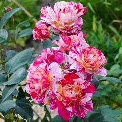 Rosier botanique Ferdinand Pichard (Bourbon) - Des roses rayées uniques