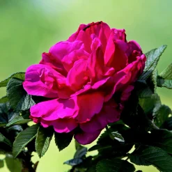 Rosier botanique Hansa - Parfum et fleurs tout l'été
