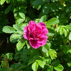 Rosier botanique Hansa - Parfum et fleurs tout l'été