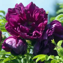 Rosier botanique Hansa - Parfum et fleurs tout l'été