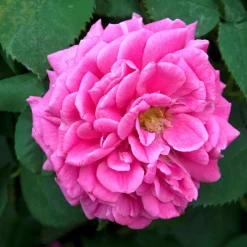 Rosier Bourbon grimpant Mme Isaac Pereire - Le rosier au parfum inoubliable