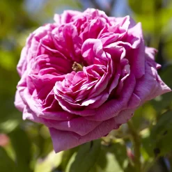 Rosier Bourbon grimpant Mme Isaac Pereire - Le rosier au parfum inoubliable