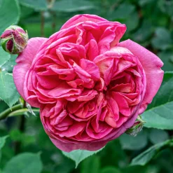 Rosier Bourbon grimpant Mme Isaac Pereire - Le rosier au parfum inoubliable