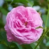 Rosier Bourbon Louise Odier - Roses parfaites tout l'été
