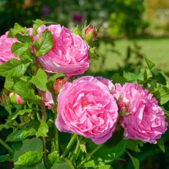 Rosier Bourbon Louise Odier - Roses parfaites tout l'été