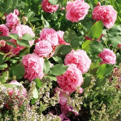 Rosier Bourbon Louise Odier - Roses parfaites tout l'été