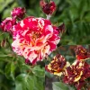 Rosier buisson Abracadabra® Koramsaro - Chaque fleur est unique