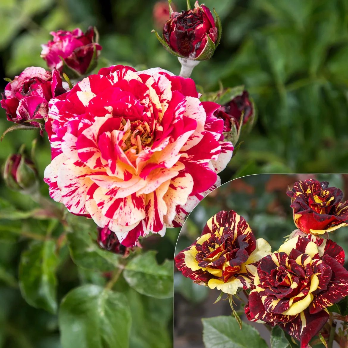 Rosier buisson Abracadabra® Koramsaro - Chaque fleur est unique