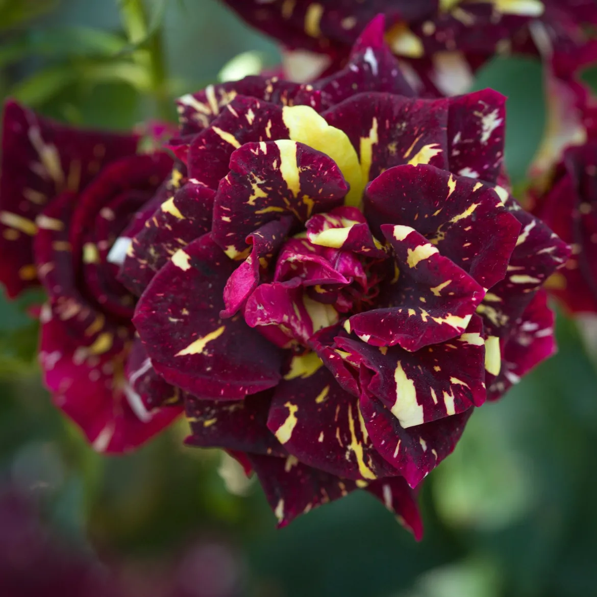 Rosier buisson Abracadabra® Koramsaro - Chaque fleur est unique
