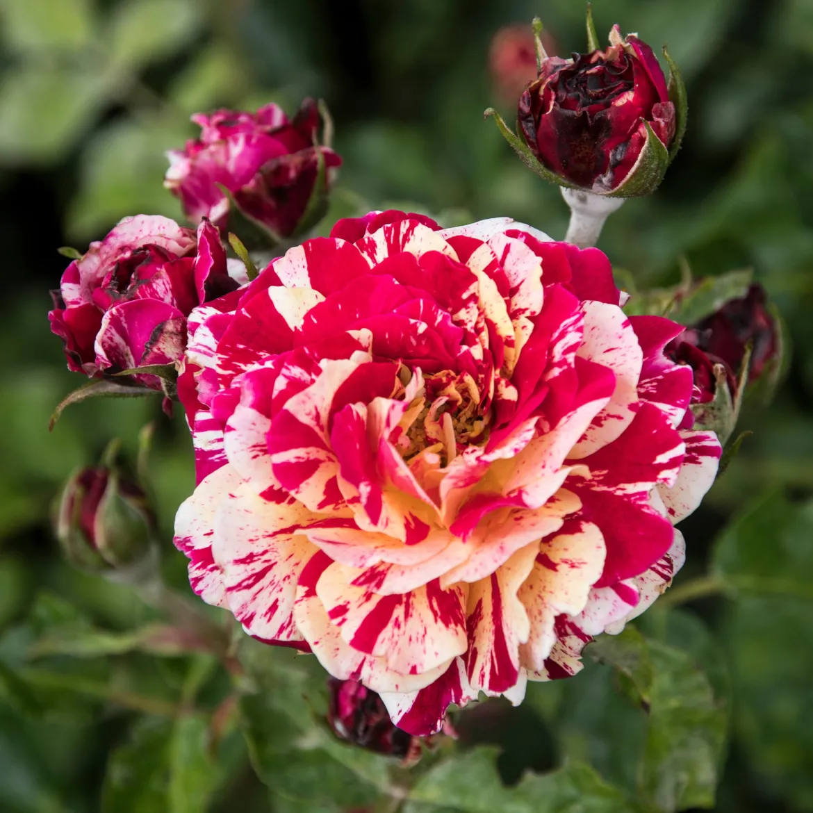 Rosier buisson Abracadabra® Koramsaro - Chaque fleur est unique