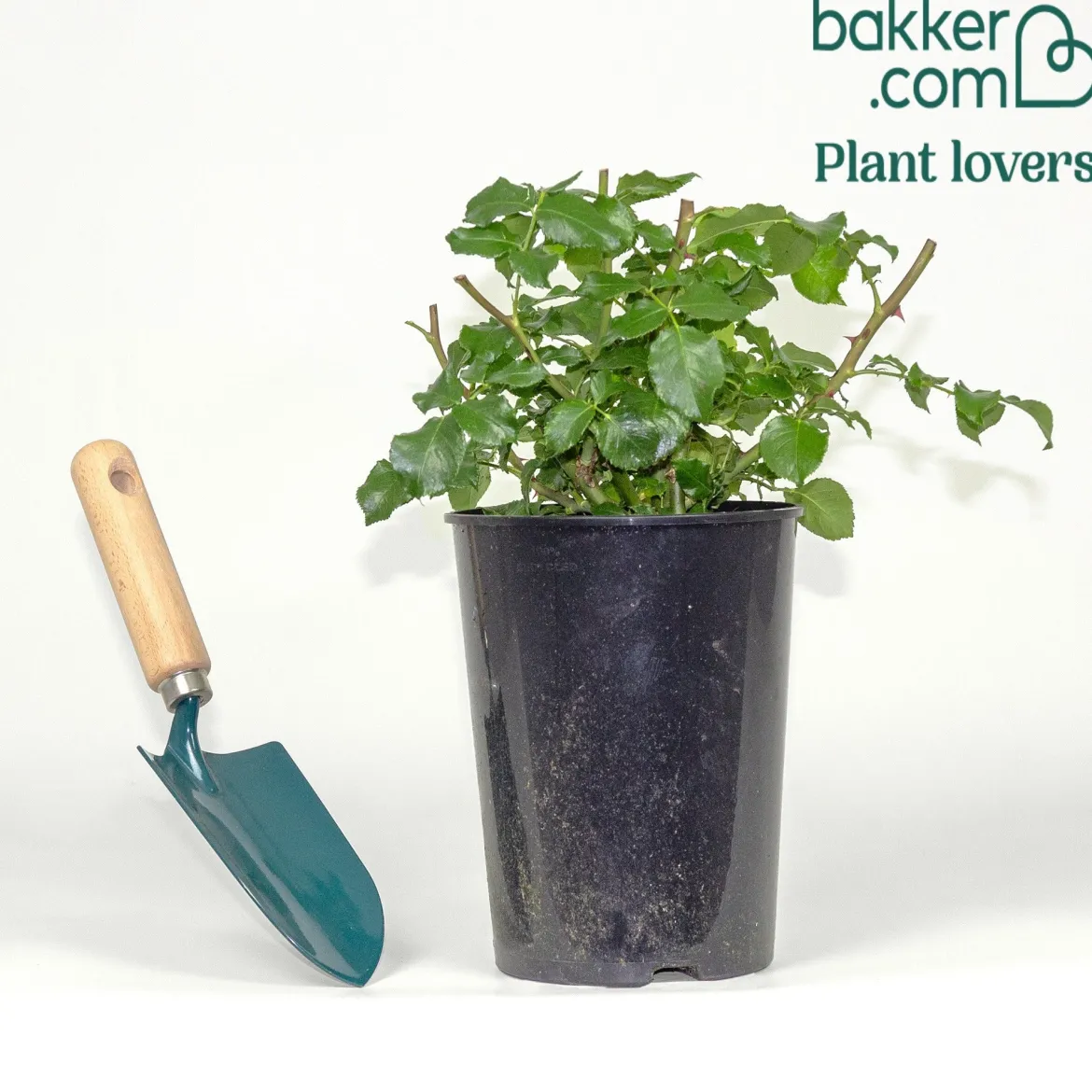 Rosier buisson Abracadabra® Koramsaro - Chaque fleur est unique