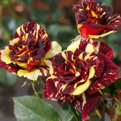 Rosier buisson Abracadabra® Koramsaro - Chaque fleur est unique