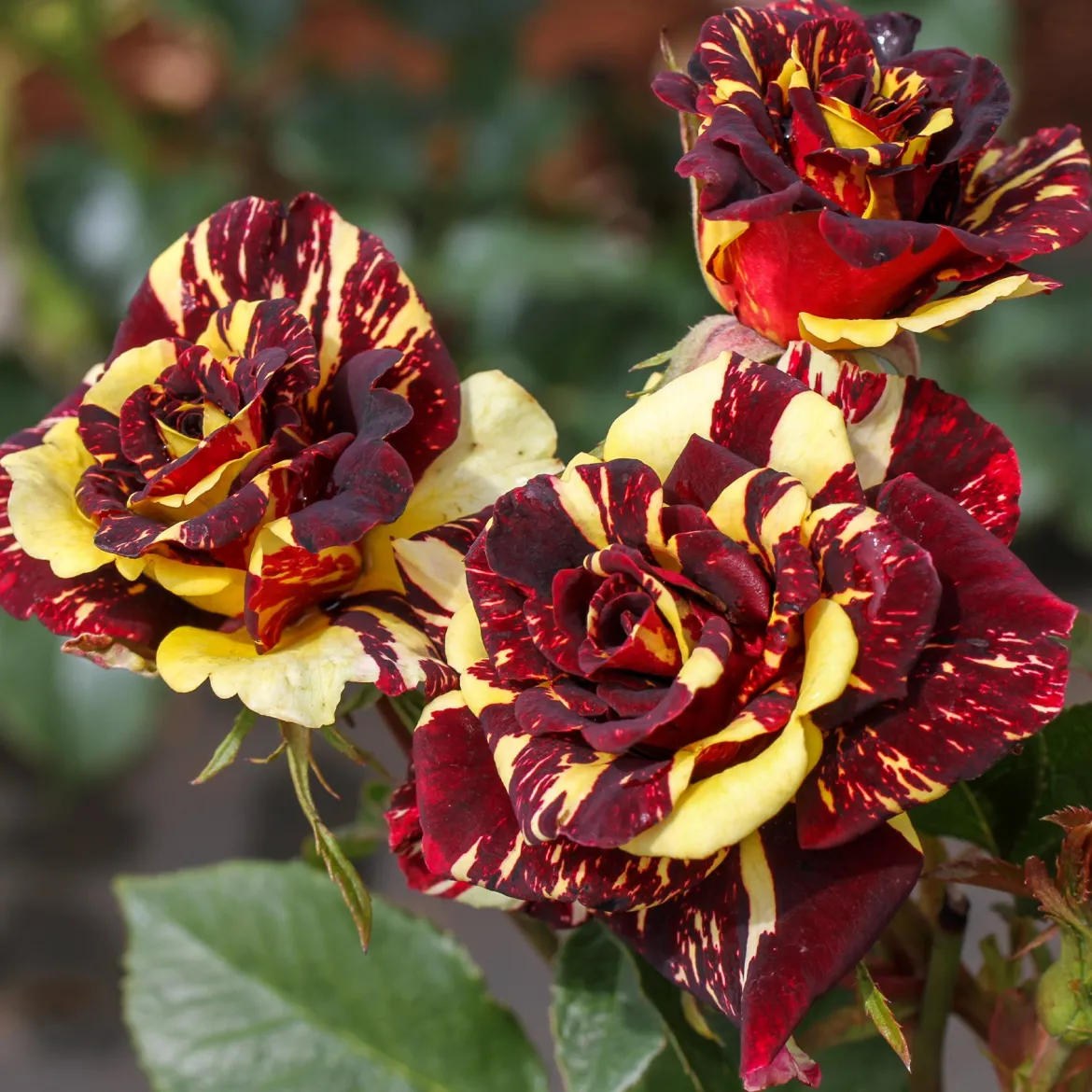 Rosier buisson Abracadabra® Koramsaro - Chaque fleur est unique