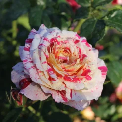 Rosier buisson Abracadabra® Koramsaro - Chaque fleur est unique