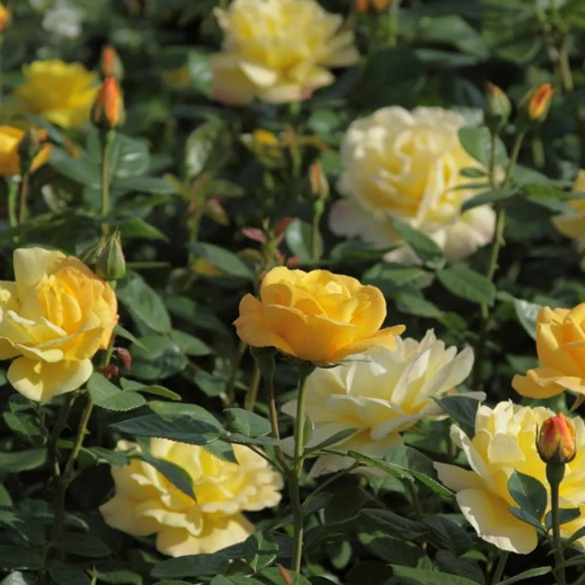 Rosier buisson 'Arthur Bell' - Un jaune parfumé tout l'été