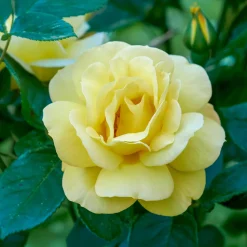 Rosier buisson 'Arthur Bell' - Un jaune parfumé tout l'été