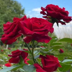 Rosier buisson Barkarole - Un rouge profond au parfum fort