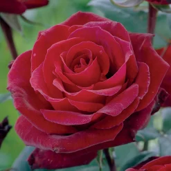 Rosier buisson Barkarole - Un rouge profond au parfum fort