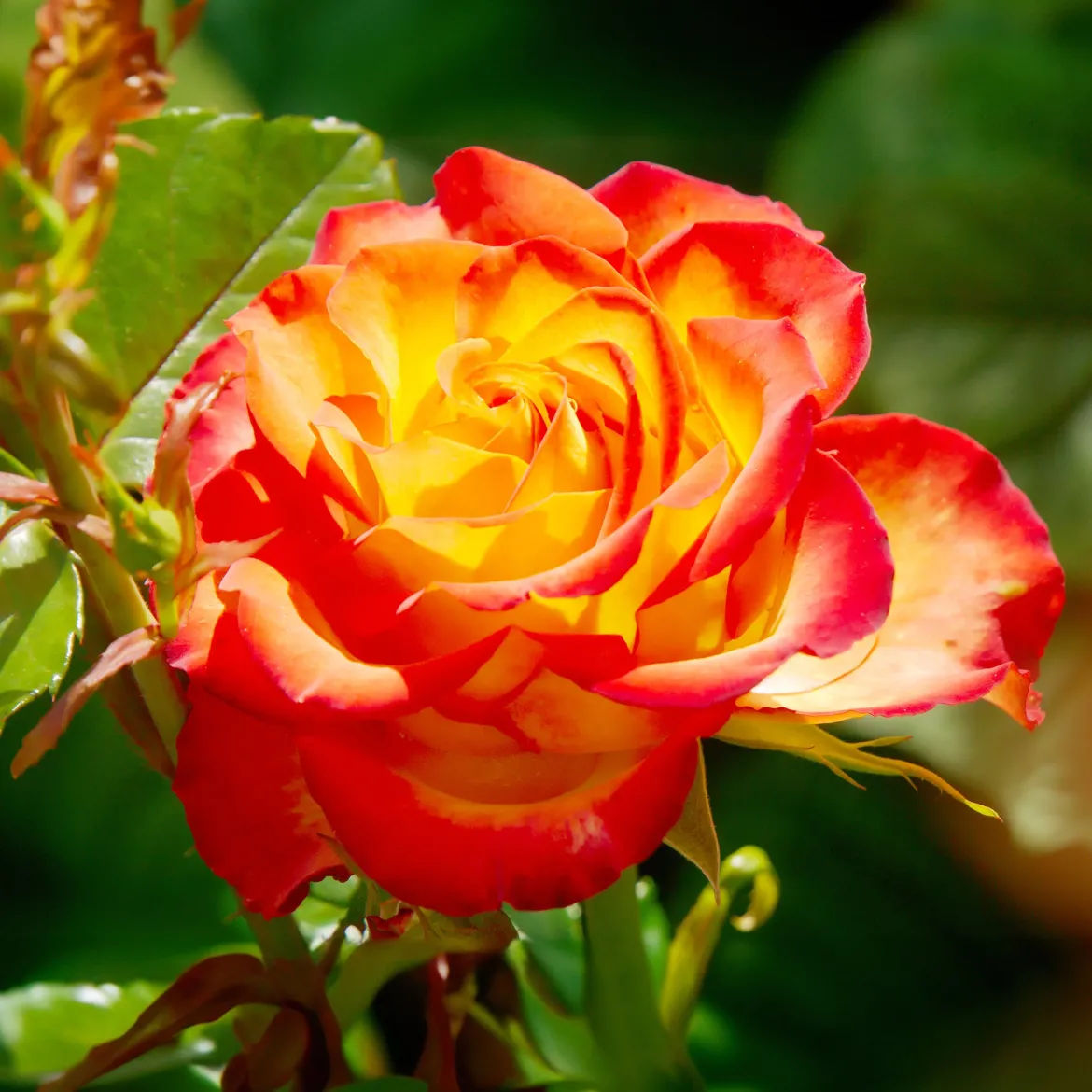Rosier buisson bicolore - Deux couleurs, un seul rosier