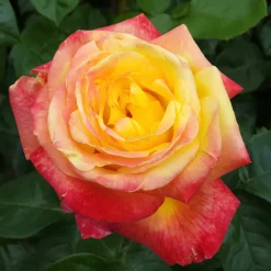 Rosier buisson bicolore - Deux couleurs, un seul rosier