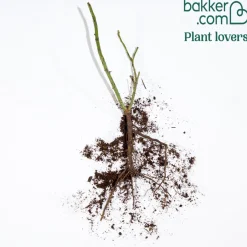 Rosier buisson bicolore - Deux couleurs, un seul rosier