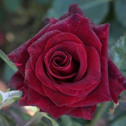 Rosier buisson Black Baccara ® Meidebenne - La rose presque noire