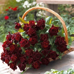 Rosier buisson Black Baccara ® Meidebenne - La rose presque noire