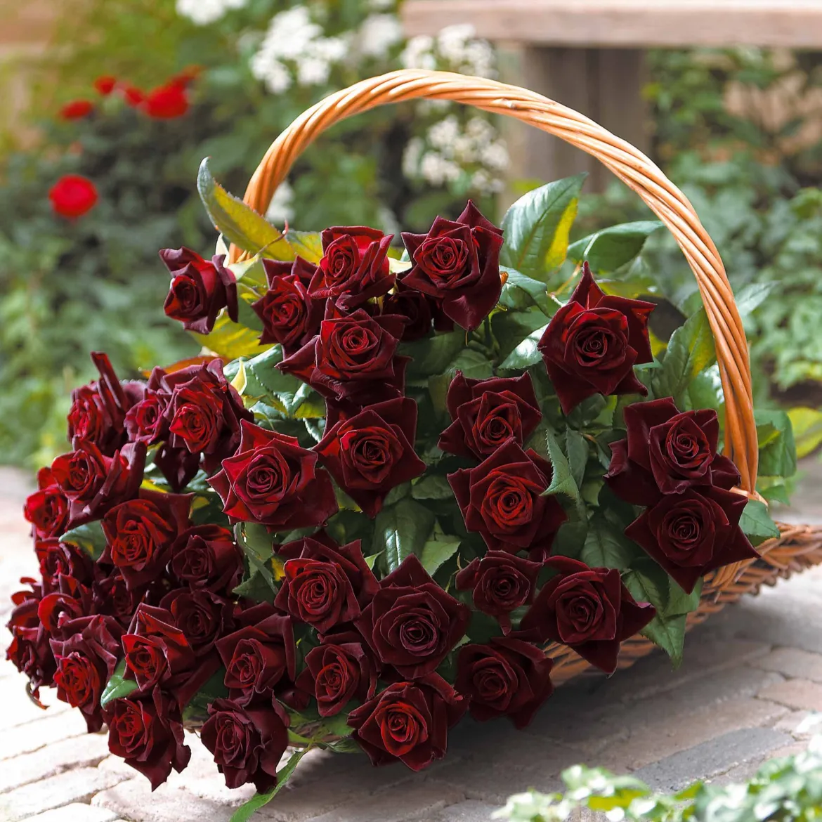 Rosier buisson Black Baccara ® Meidebenne - La rose presque noire