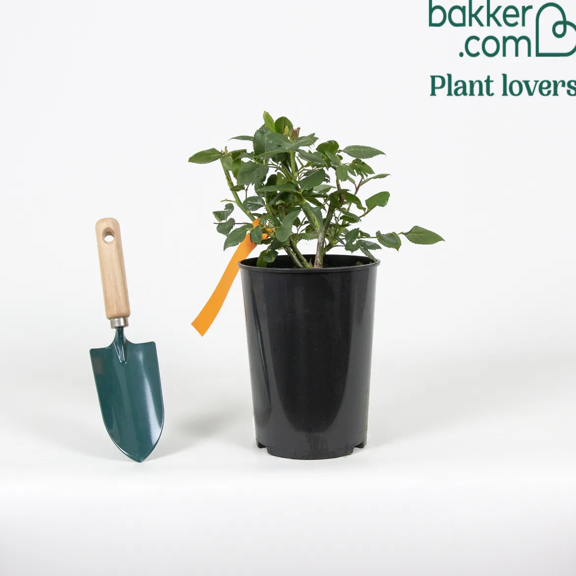 Rosier buisson Black Baccara ® Meidebenne - La rose presque noire