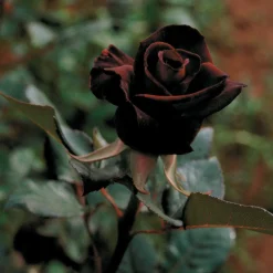 Rosier buisson Black Baccara ® Meidebenne - La rose presque noire