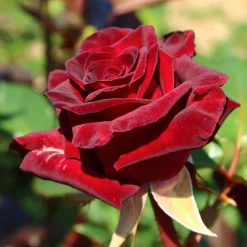 Rosier buisson Black Baccara ® Meidebenne - La rose presque noire