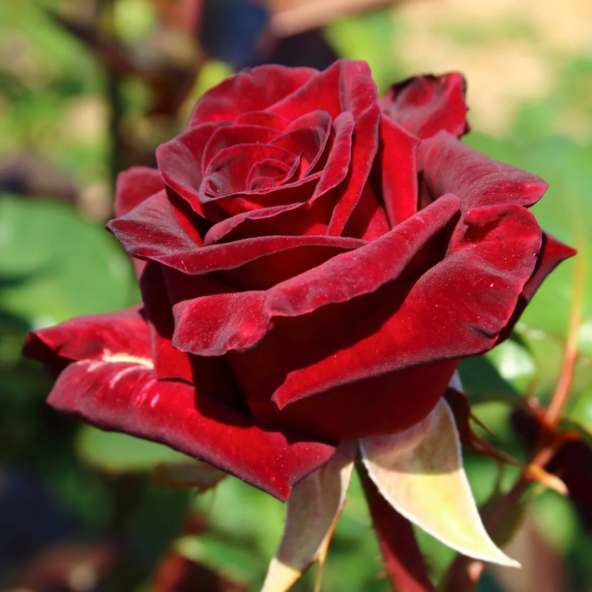 Rosier buisson Black Baccara ® Meidebenne - La rose presque noire