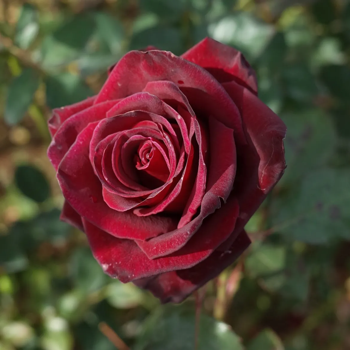 Rosier buisson Black Baccara ® Meidebenne - La rose presque noire