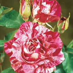 Rosier buisson Candy stripe - Des roses rayées uniques